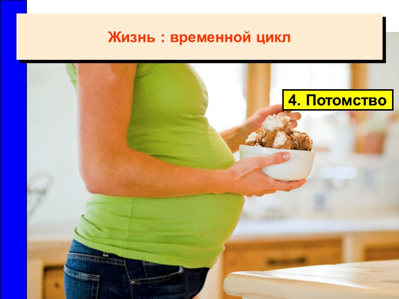 4. Потомство Жизнь : временной цикл